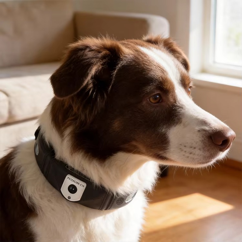 APP Controlled High Accuracy D - Outdoor Hunting Dog Collar review and price