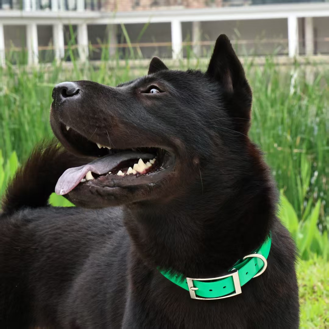 2.5cm Wide Heavy‑Duty TPU Dog  - Outdoor Hunting Dog Collar review and price