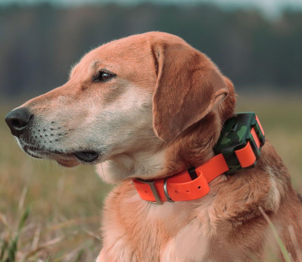 IP68 Waterproof Locator for Hu - Outdoor Hunting Dog Collar review and price