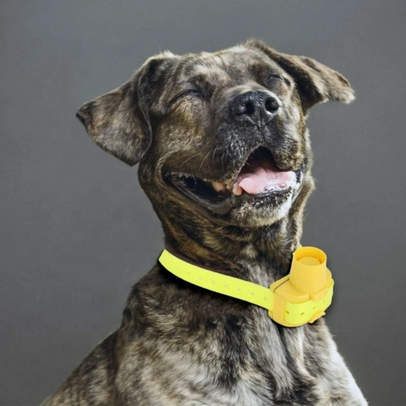 Updated Outdoor Hunting Dog Be - Outdoor Hunting Dog Collar review and price