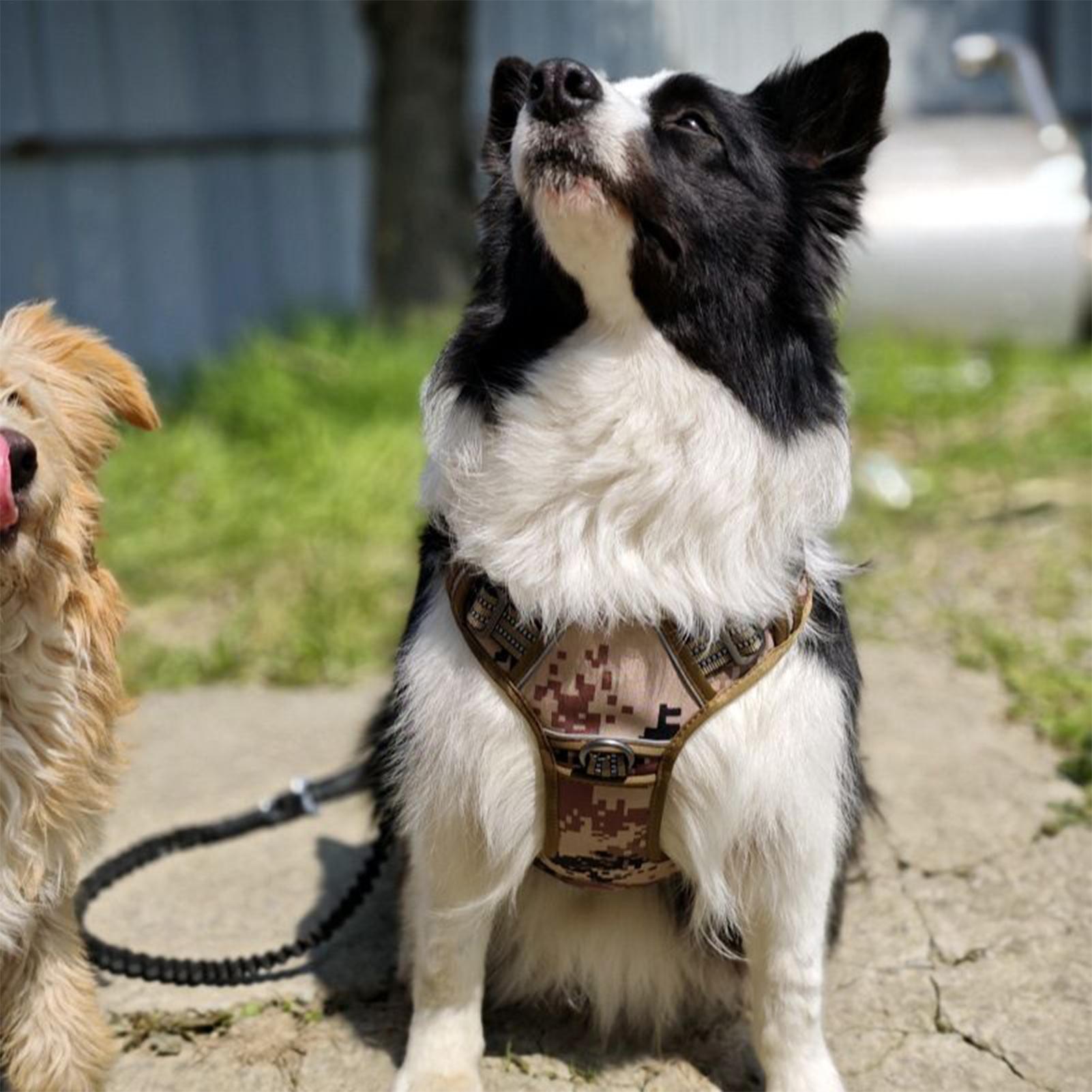 Dog Harness Metal Buckle Dog T - Outdoor Hunting Dog Collar review and price